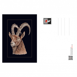 Postkarte Steinbock