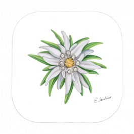 Untersetzer – Edelweiss